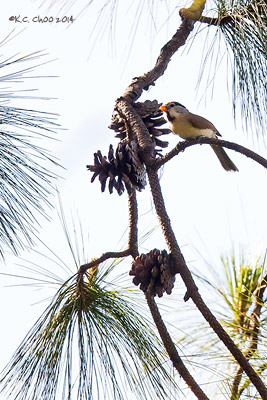 Grey-headed Parrotbill