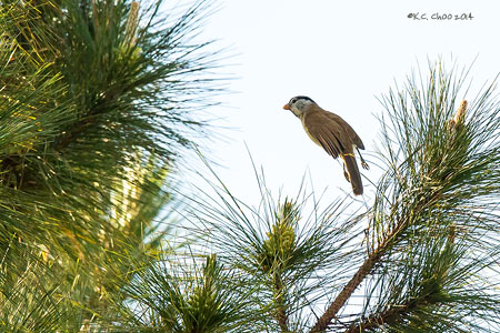 Grey-headed Parrotbill