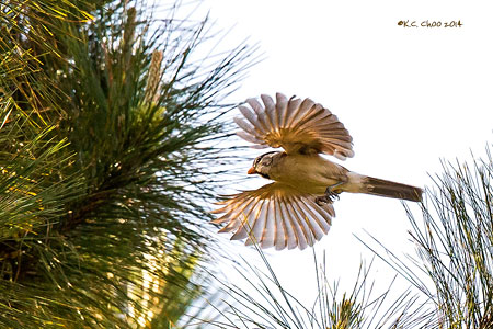 Grey-headed Parrotbill