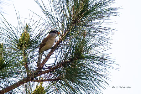 Grey-headed Parrotbill