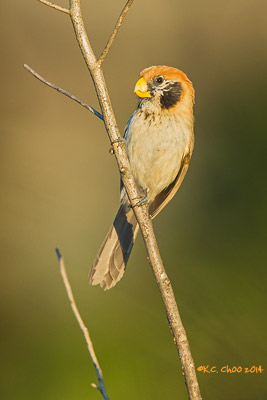 Spot-breasted Parrotbill