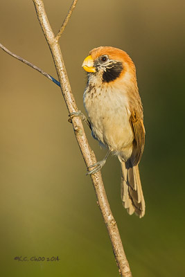 Spot-breasted Parrotbill