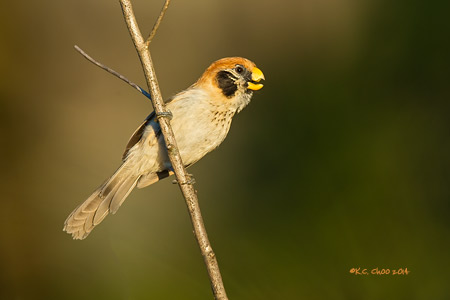 Spot-breasted Parrotbill