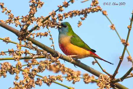 Pin-tailed Parrotfinch