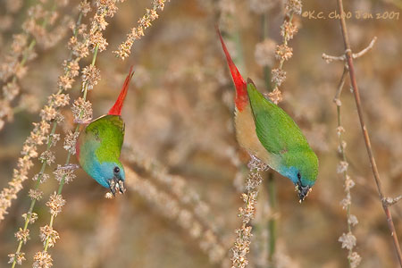Pin-tailed Parrotfinch