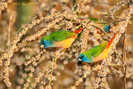 Pin-tailed Parrotfinch