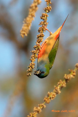 Pin-tailed Parrotfinch