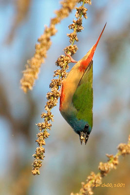 Pin-tailed Parrotfinch