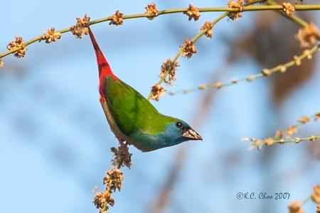Pin-tailed Parrotfinch