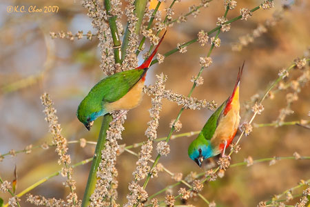 Pin-tailed Parrotfinch