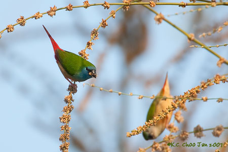 Pin-tailed Parrotfinch