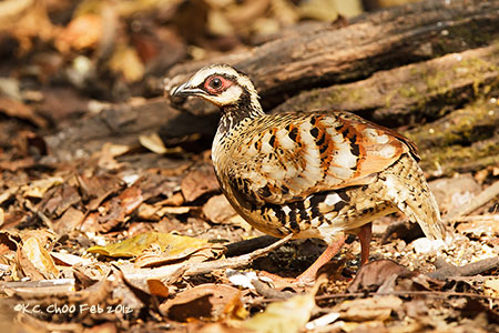 Bar-backed Partridge