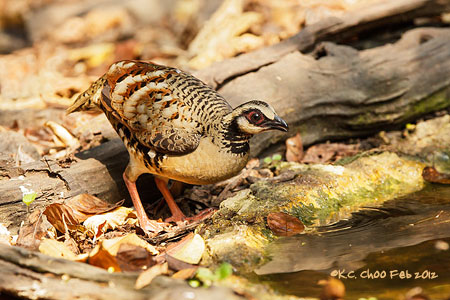 Bar-backed Partridge