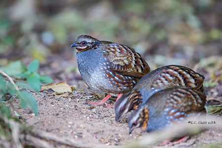 Rufous-throated Partridge