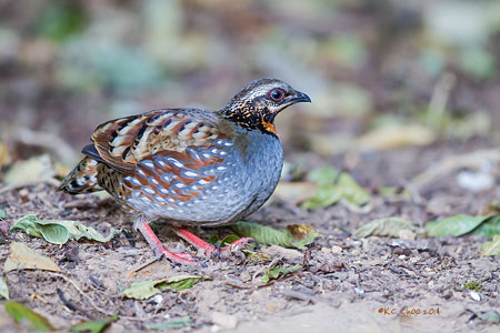 Rufous-throated Partridge