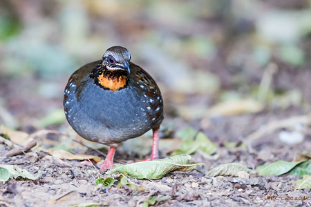 Rufous-throated Partridge