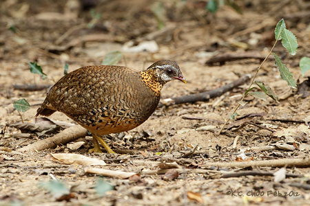 Scaly-breasted Partridge
