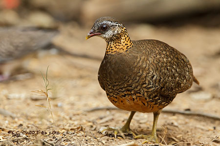 Scaly-breasted Partridge