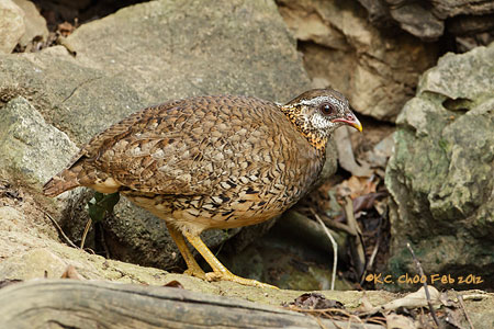 Scaly-breasted Partridge