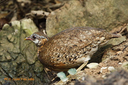 Scaly-breasted Partridge