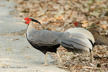 Kalij Pheasant