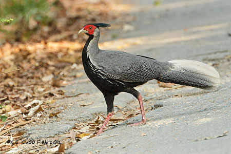 Kalij Pheasant