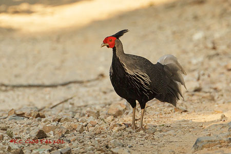 Kalij Pheasant