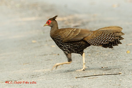 Kalij Pheasant