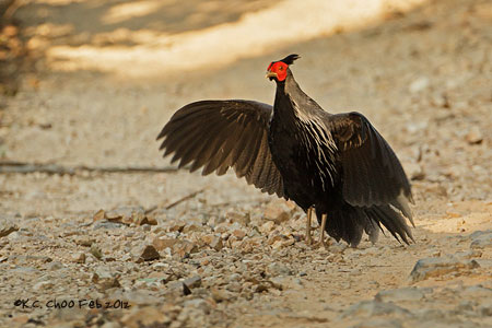 Kalij Pheasant