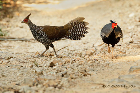 Kalij Pheasant