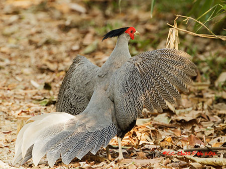 Kalij Pheasant