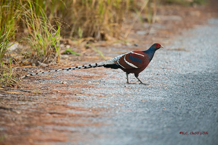 Mrs Hume's Pheasant