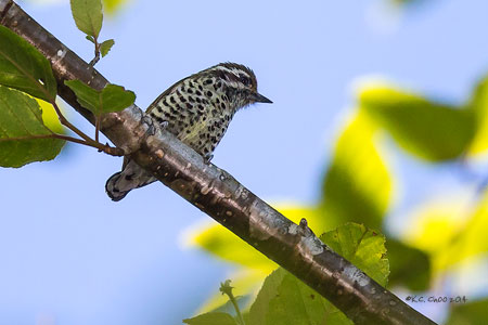 Speckled Piculet