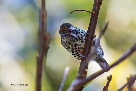 Speckled Piculet