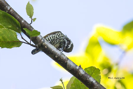 Speckled Piculet