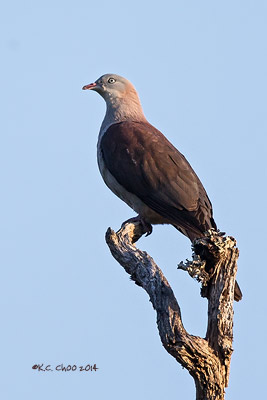 Mountain Imperial Pigeon
