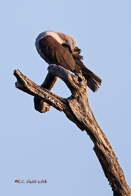 Mountain Imperial Pigeon