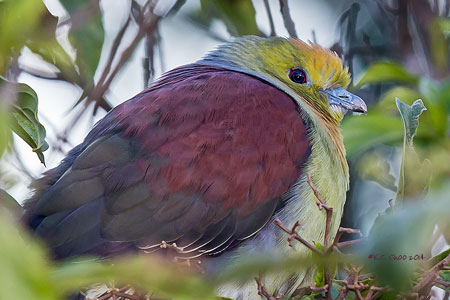 Wedge-tailed Green Pigeon