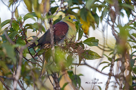 Wedge-tailed Green Pigeon