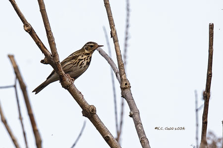 Olive-backed Pipit