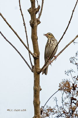 Olive-backed Pipit