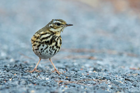 Olive-backed Pipit