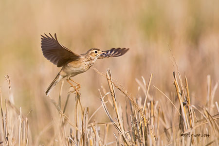 Paddyfield Pipit