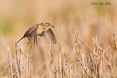 Paddyfield Pipit