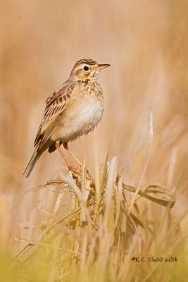Paddyfield Pipit