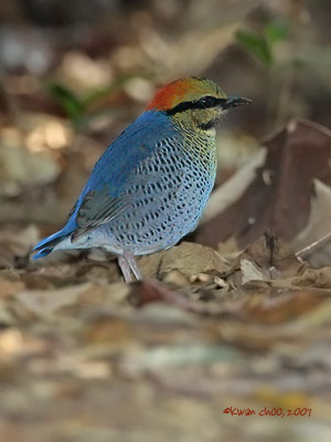 Blue Pitta