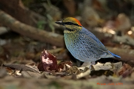 Blue Pitta