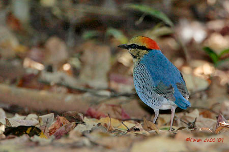 Blue Pitta