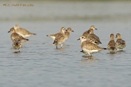 Grey Plover
