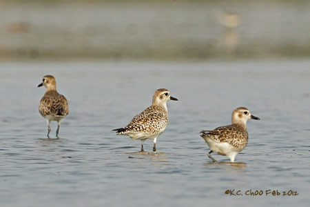 Grey Plover